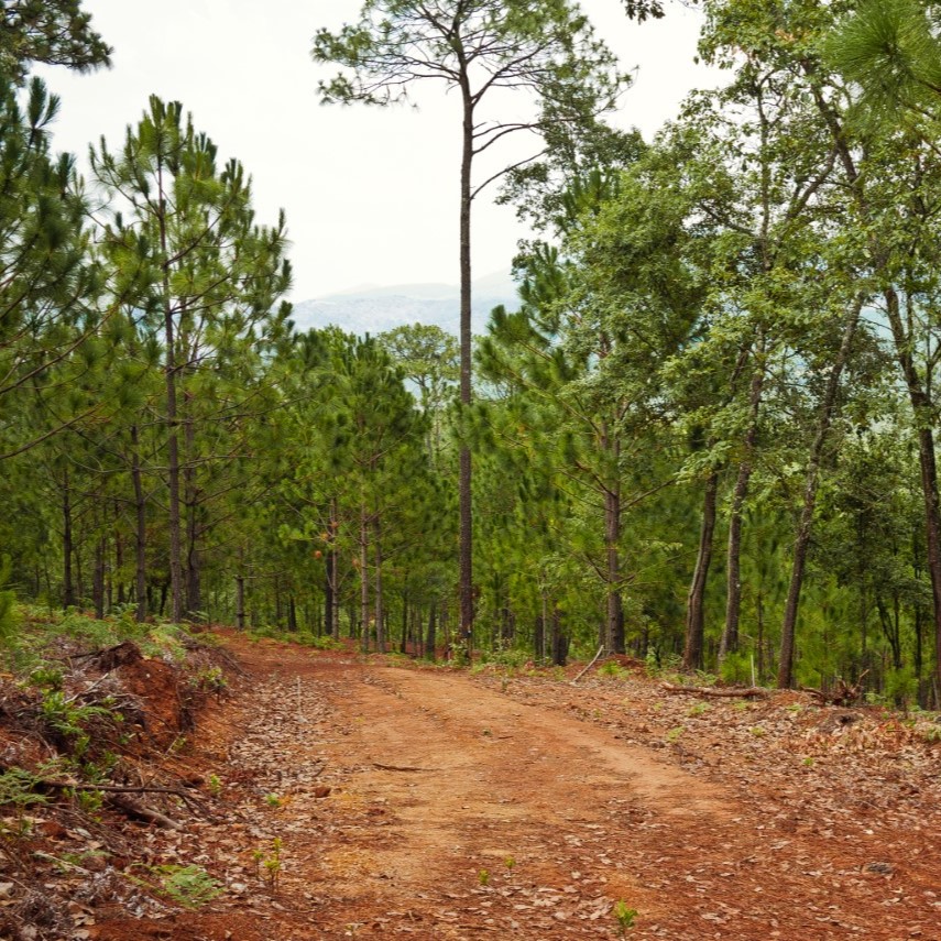 Terreno Pino Real SiiHome