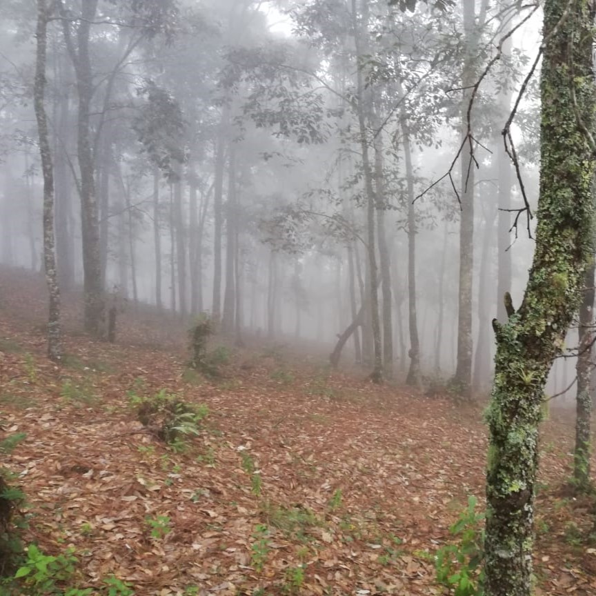 Terreno Pino Real SiiHome